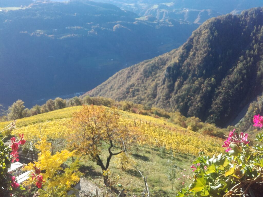 dalle alpi agli appennini: i vini di montagna