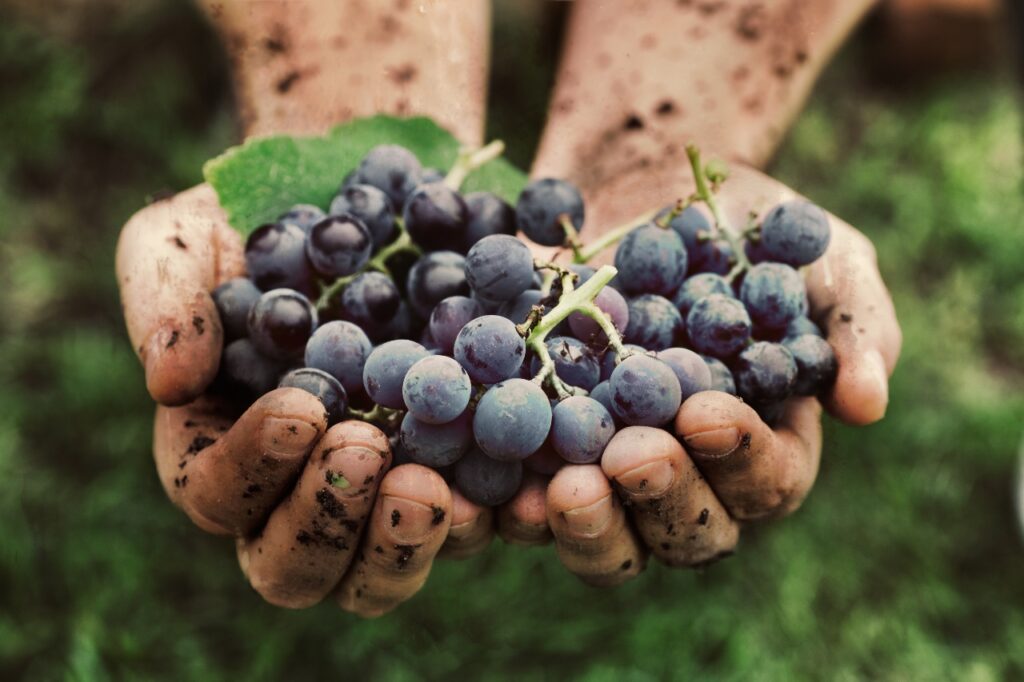 vino sostenibile, biologico, biodinamico e naturale