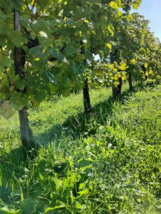 Un filare di vigne vecchie, a Col Zanin
